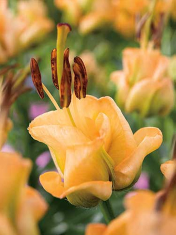 Lilie (Lilium) 'Apricot Fudge'