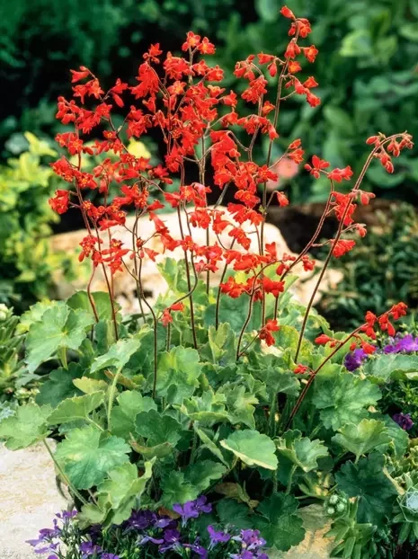 Purpurglöckchen (Heuchera) 'Pluie De Feu'