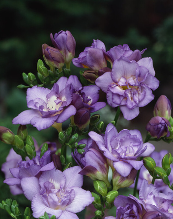 Freesia Voll ( Freesia double ) Blau 5 St.