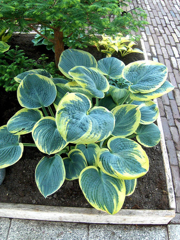 Funkie (Hosta) 'Sugar Daddy'