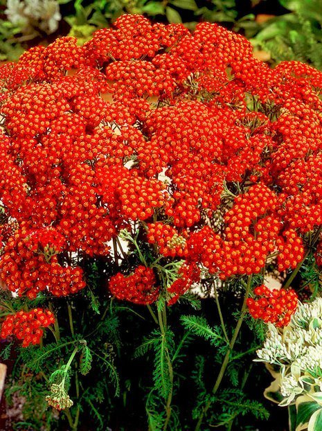 Schafgarbe (Achillea) 'Red Velvet' 1 St.