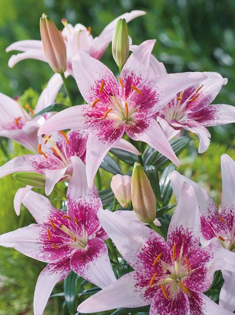 Lilie (Lilium) 'Cogoleto'