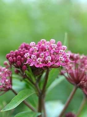 Trojeść (Asclepias) Cinderella