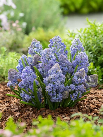 Traubenhyazinthe (Muscari) 'Fantasy Creation'