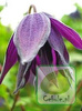 Powojnik (Clematis) Purple Spider