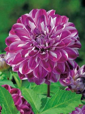 Dahlie (Dahlia) 'Optic Illusion'