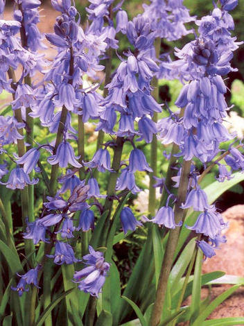 Blaustern (Scilla campanulata) Blau