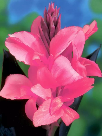 Blumenrohr (Canna) 'Pink Beauty' 1 St.