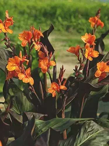 Blumenrohr (Canna) 'Wyoming' 1 St.