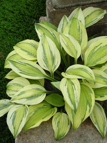 Funkie (Hosta)  'Captain's Adventure'