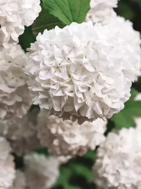 Gartenhortensie (Hydrangea) Blau