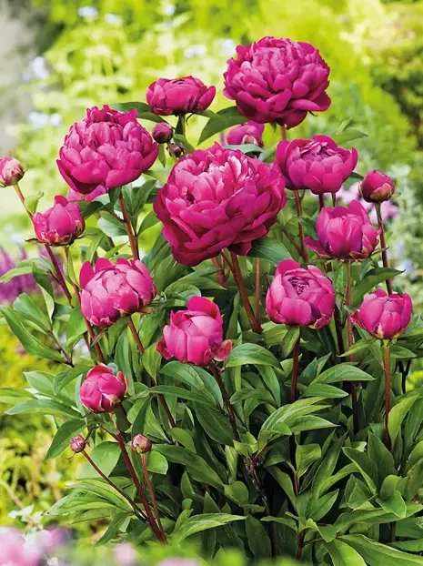 Pfingstrose (Paeonia) 'Karl Rosenfield'