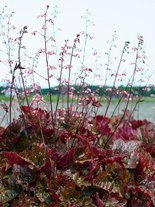 Purpurglöckchen (Heuchera micrantha) 'Palace Purple'