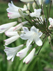 Schmucklilie (Agapanthus) 'Albus' 1 St.