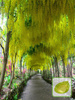 Gemeiner Goldregen (Laburnum anagyroides)