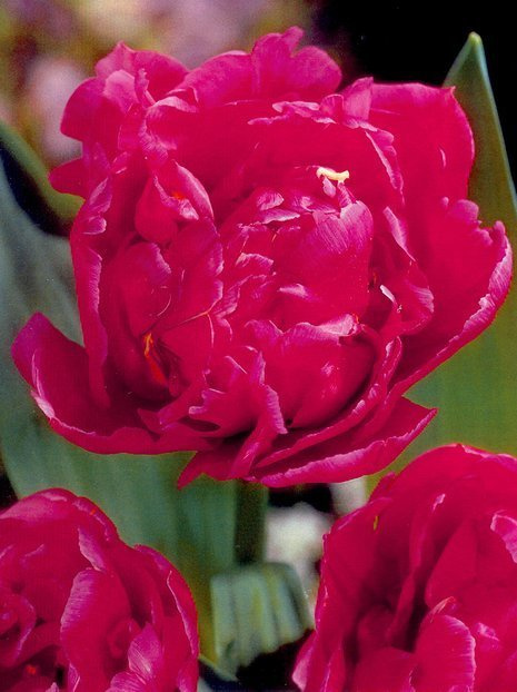 Tulpe (Tulipa) 'Margarita'