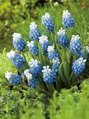 Traubenhyazinthe (Muscari) 'Mount Hood'