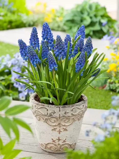 Traubenhyazinte (Muscari) 'Artist'