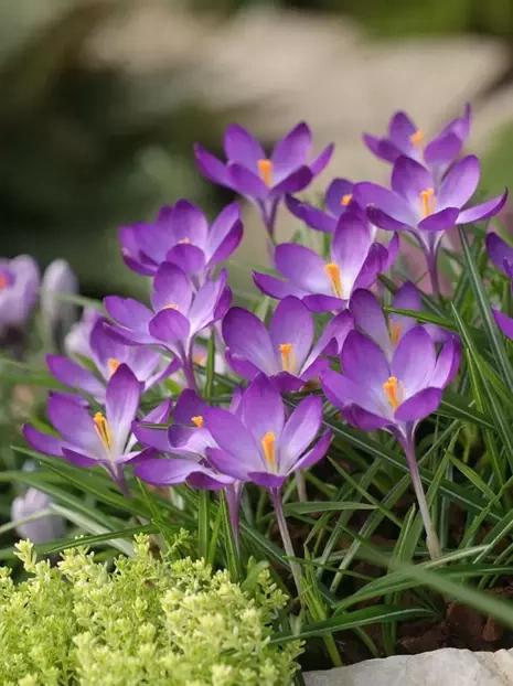 Krokus (Crocus) 'Ruby Giant'