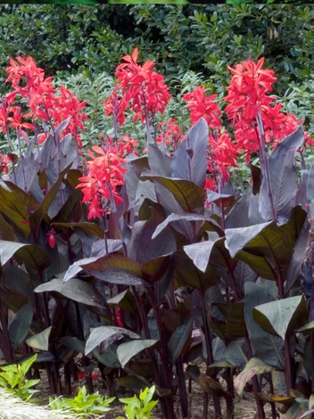 Blumenrohr (Canna) 'Red Futurity' 1 St.