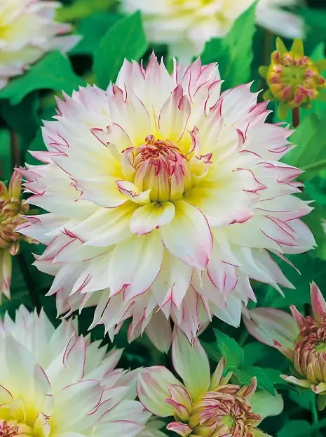 Dahlia (Dahlia) 'Crazy Love'