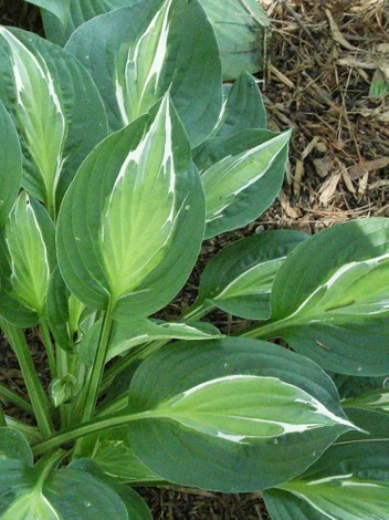 Funkie (Hosta) 'Snake Eyes'