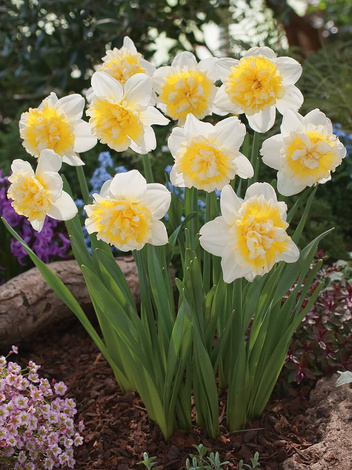 Narzisse (Narcissus) 'Ice King'