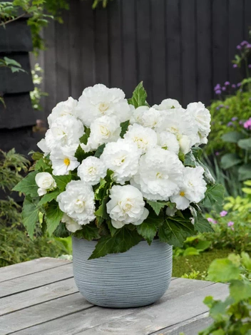 Begonie (Begonia) Double White 1 St.