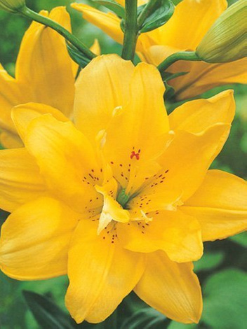 Lilie (Lilium) 'Fata Morgana'