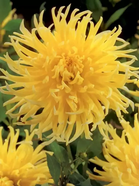 Dalia (Dahlia) 'Yellow Star'