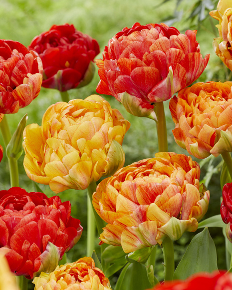 Tulpe ( Tulipa )  Gudoshnik Double 5 St.