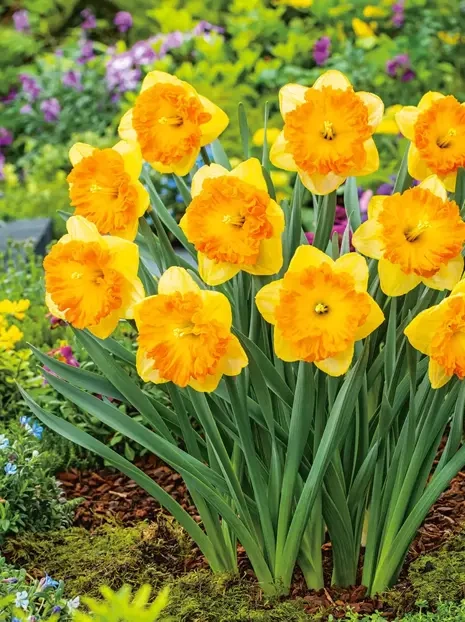 Narzisse (Narcissus) 'Corsage'