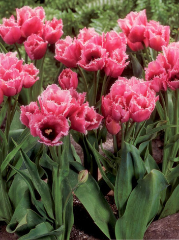 Tulpe (Tulipa) 'Fringed Family'