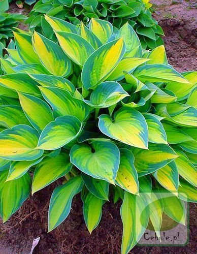 Funkia (Hosta) June