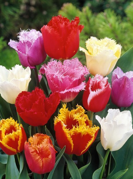 Gefranste Tulpen Mix 10 St.