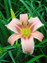 Taglilie billig (Hemerocallis) 'Hall's Pink'