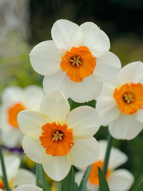 Narzisse (Narcissus) 'Barrete Browning' 5 St.