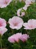 Storchschnabel (Geranium) 'Var. Striatum'