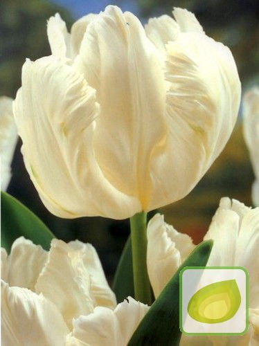 Tulpe White Parrot