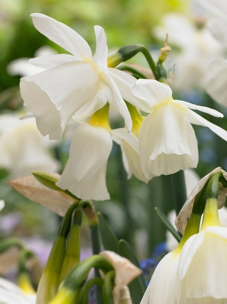 Narzisse (Narcissus) 'Horn of Plenty'