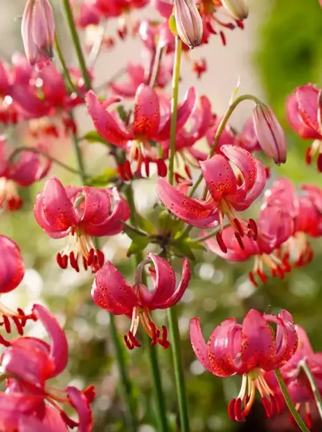 Lilie (Lilium) 'Martagon'