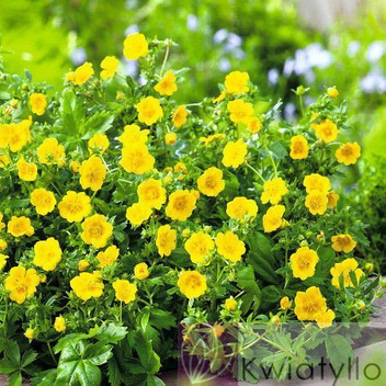 Fingerstrauch (Potentilla) 'Goldfinger' - Zierstrauch