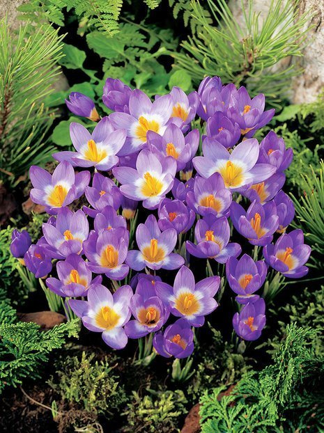 Krokus (Crocus) 'Tricolor'