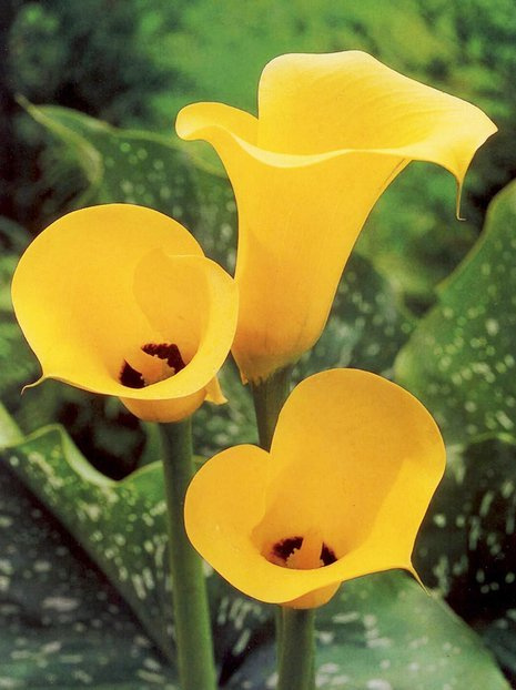 Zantedeschia (Calla) Gelb 1 St.