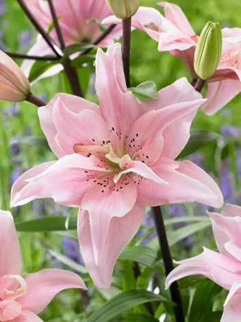 Lilie (Lilium) 'Elodie''