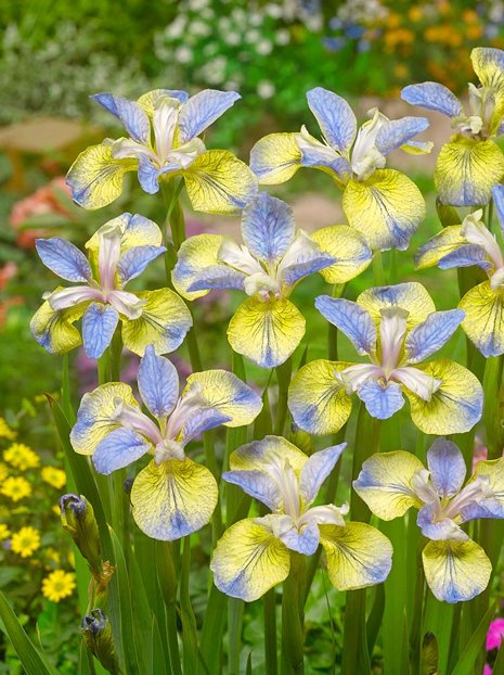 Schwertlilie (Iris Siberica) 'Tipped in Blue'