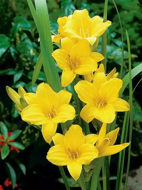 Taglilie (Hemerocallis) 'Chicago Sunrise'