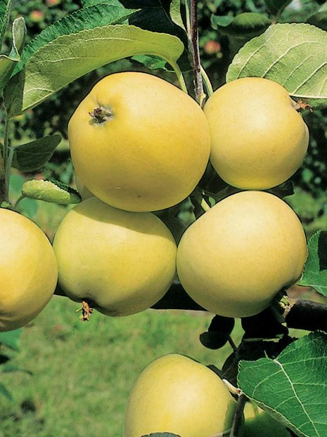 Malus domestica 'Weißer Klarapfel'