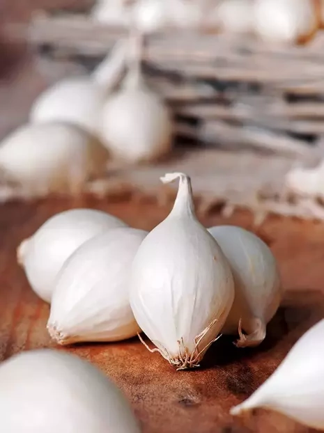 Weiße Kleinzwiebel 'Snowball' (Allium cepa) 500g