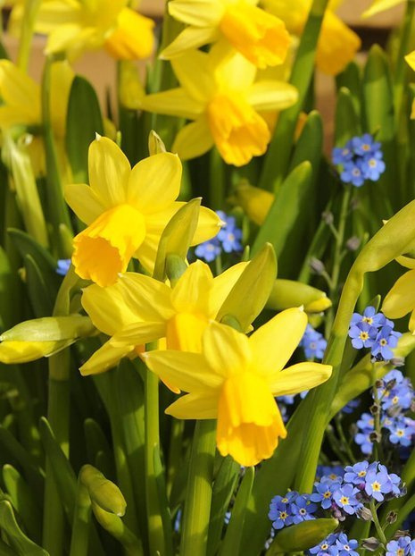 Narzisse (Narcissus) 'Tete a Tete' 5 St.